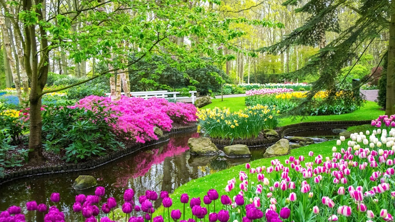 Holland - Blomstrende forr